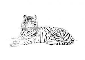dessin-tigre-2